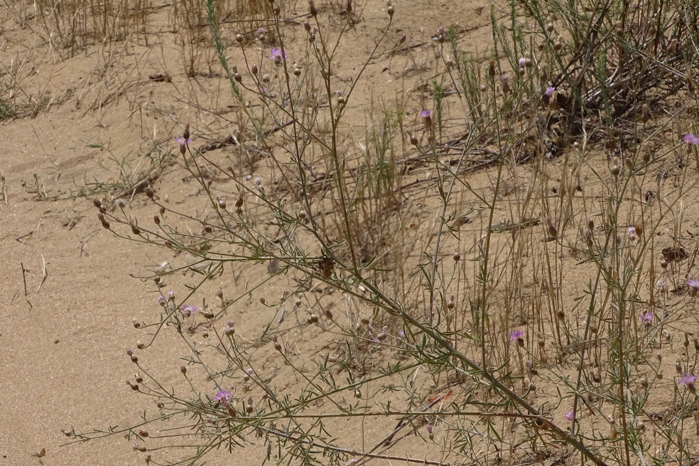 Image of Centaurea odessana specimen.