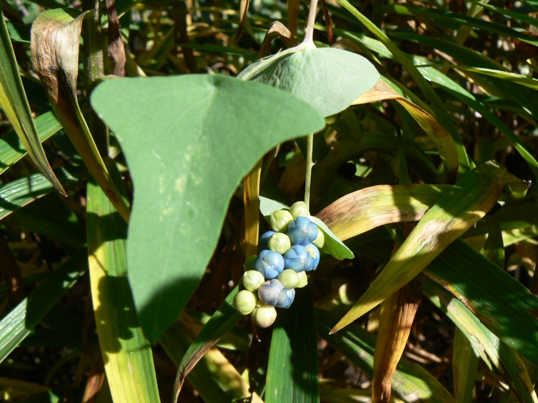 Image of Chylocalyx perfoliatus specimen.