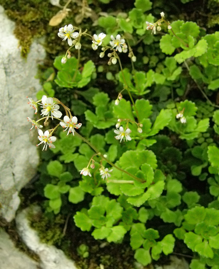 Image of Saxifraga cuneifolia specimen.