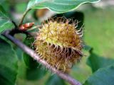 Fagus sylvatica. Соплодие. Украина, Ивано-Франковская обл., Надворнянский р-н, природный заповедник \"Горганы\", редколесье. 26 августа 2010 г.