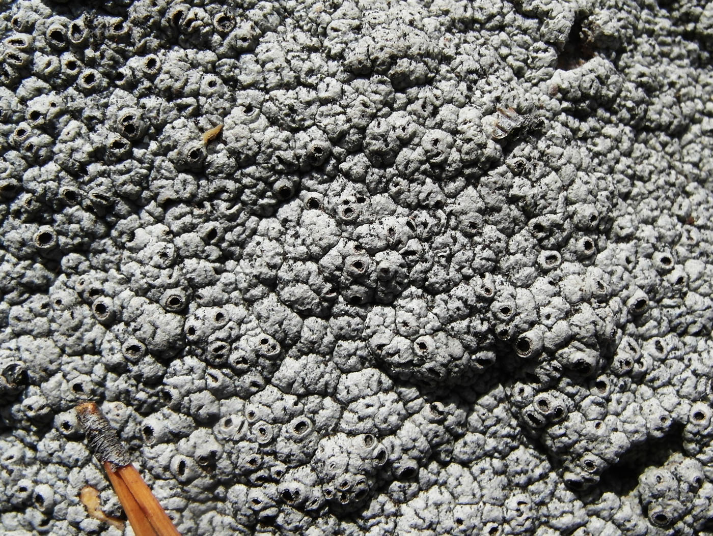Image of Diploschistes scruposus specimen.