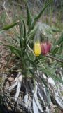 Onosma dichroantha
