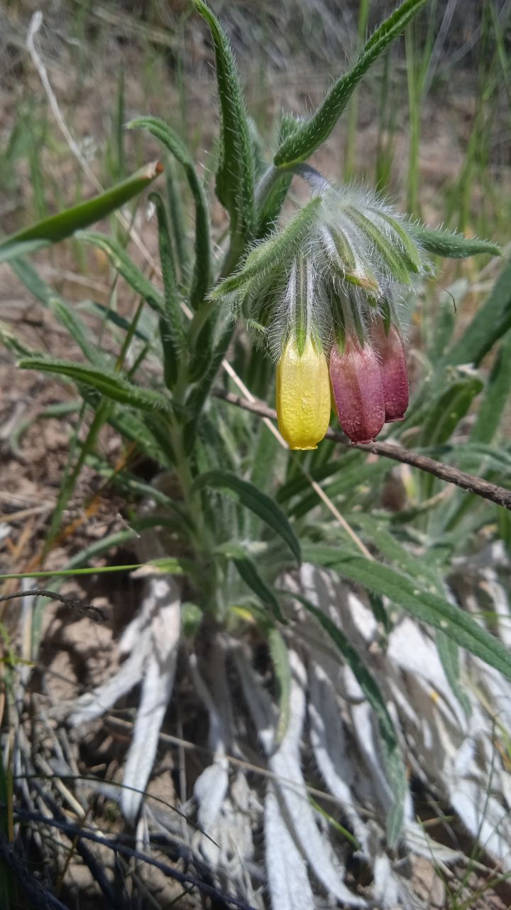 Image of Onosma dichroantha specimen.