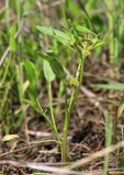 Buschia lateriflora. Цветущее растение. Крым, Керченский п-ов, Приазовье, Караларская степь, луговина между засолённой степью и руслом сероводородного ручья. 6 мая 2021 г.