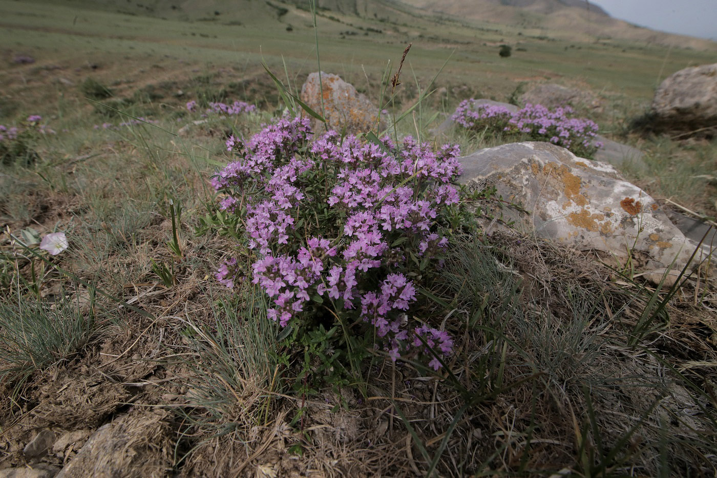 Image of Thymus karatavicus specimen.