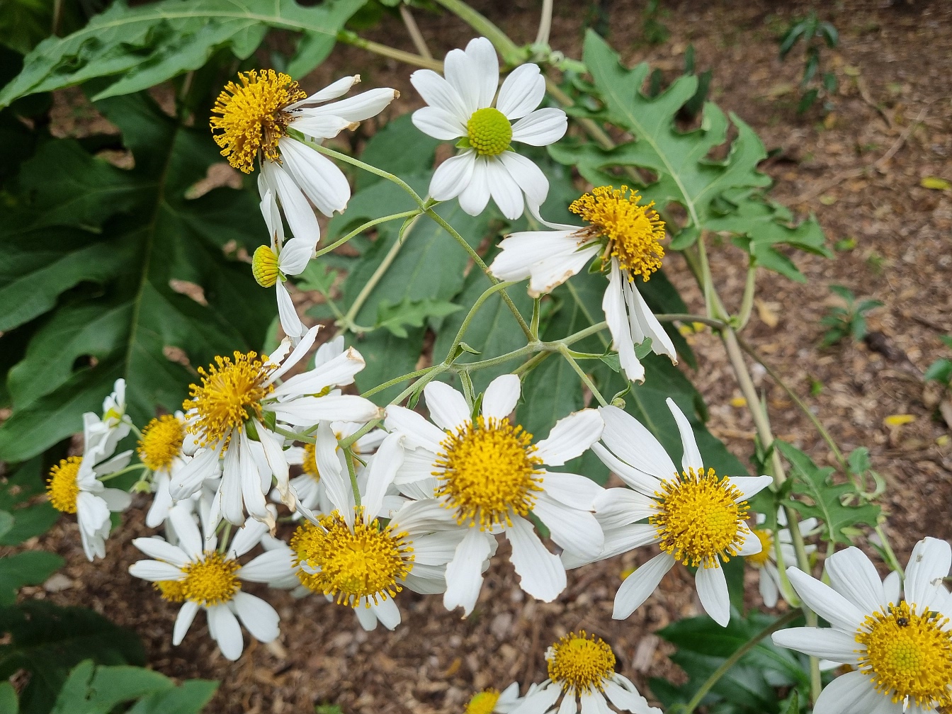 Изображение особи Montanoa grandiflora.