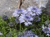 Globularia repens