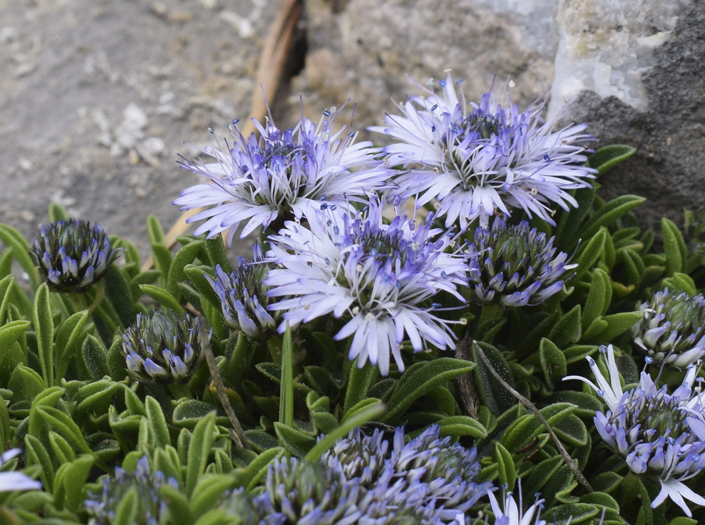 Image of Globularia repens specimen.