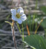 Fragaria viridis. Цветок. Пермский край, Кунгурский р-н, окр. с. Каширино, долина р. Сылва, обнажение гипсов, слабо задернованный крутой склон. 06.06.2021.