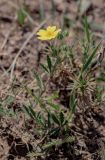 genus Potentilla