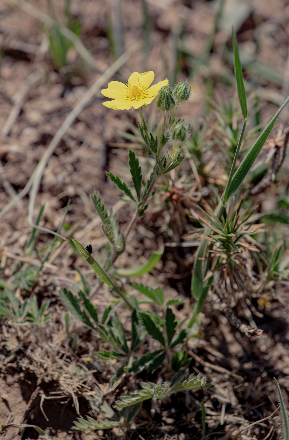 Изображение особи род Potentilla.