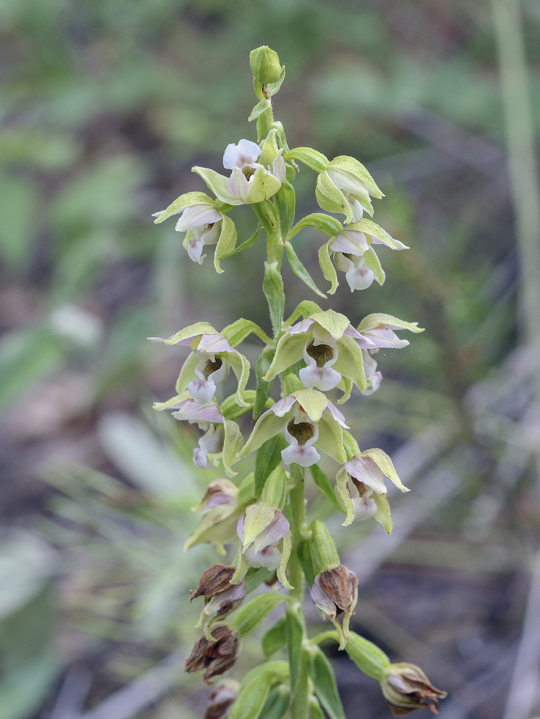 Image of Epipactis helleborine specimen.