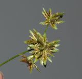 Cyperus involucratus