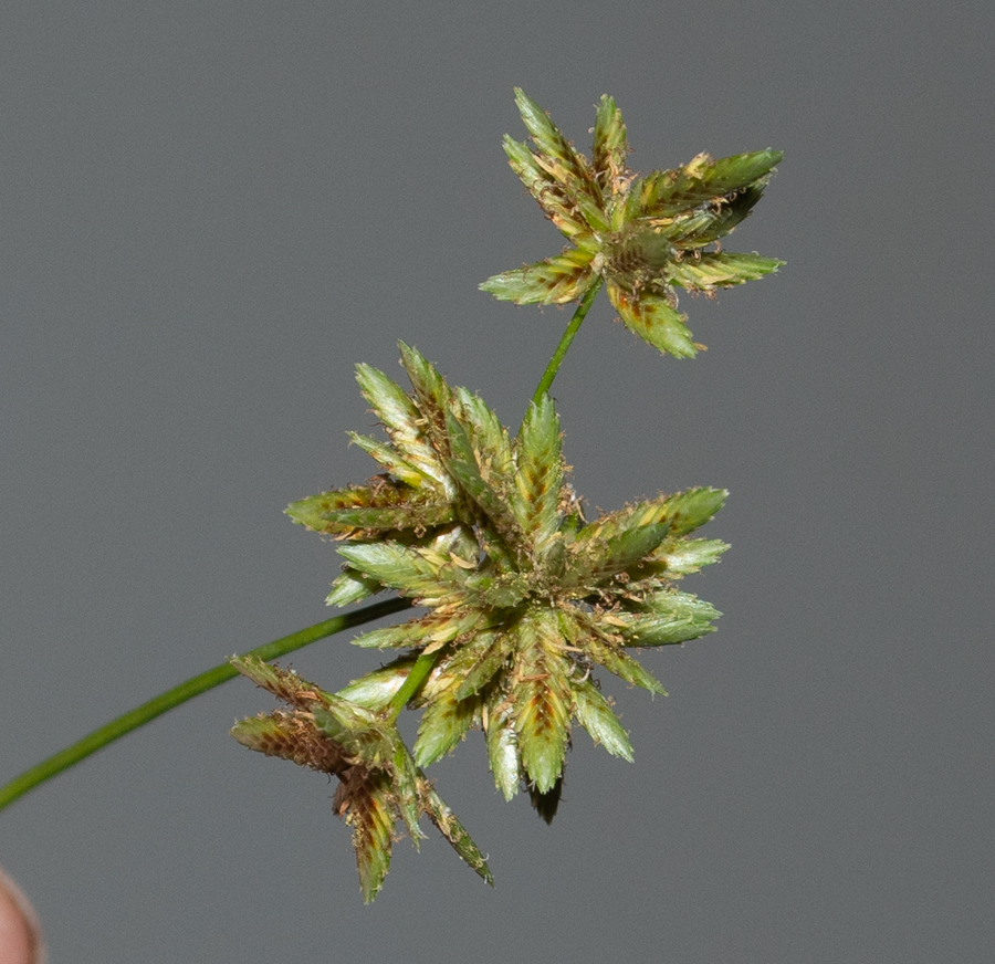 Image of Cyperus involucratus specimen.