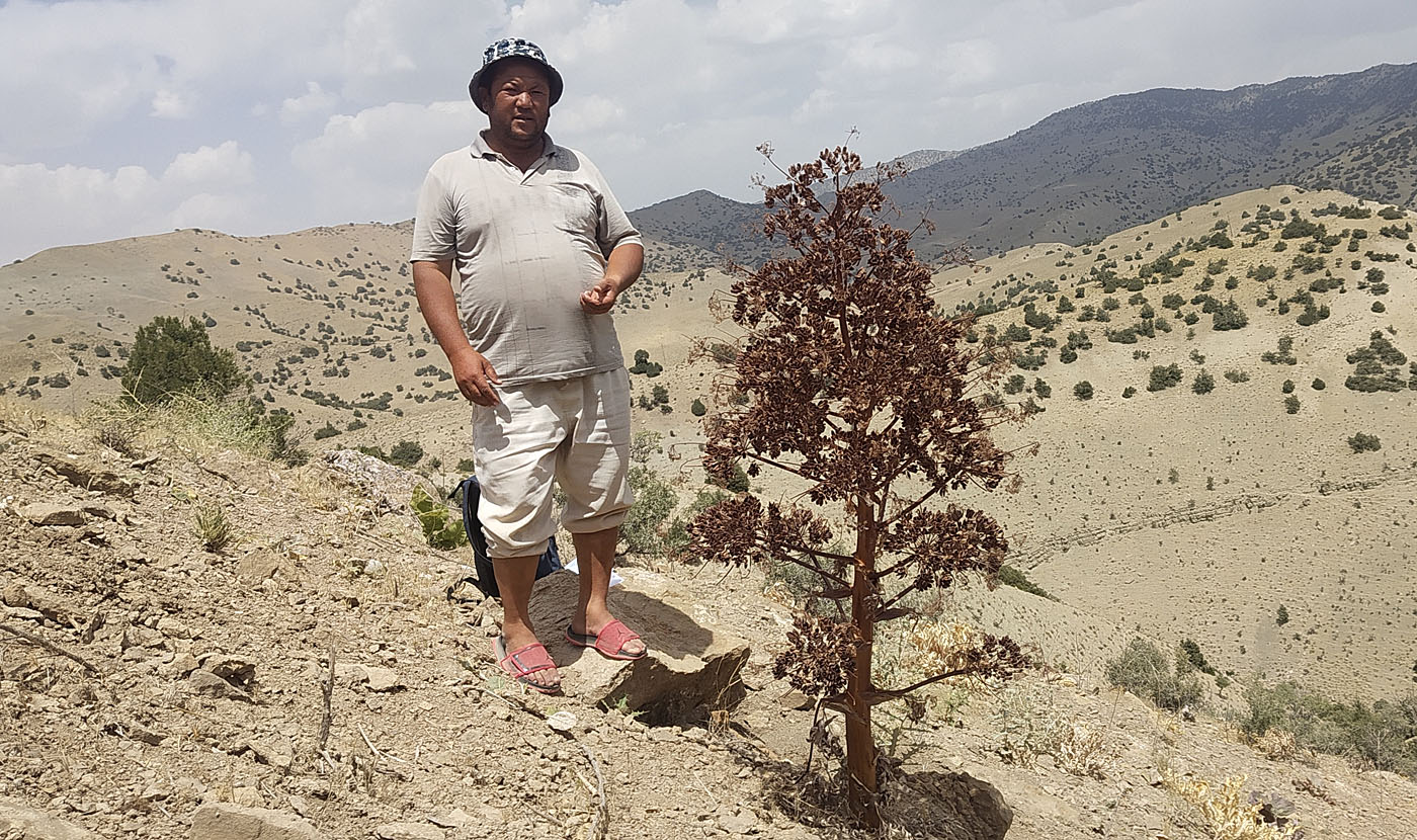 Изображение особи Ferula tadshikorum.