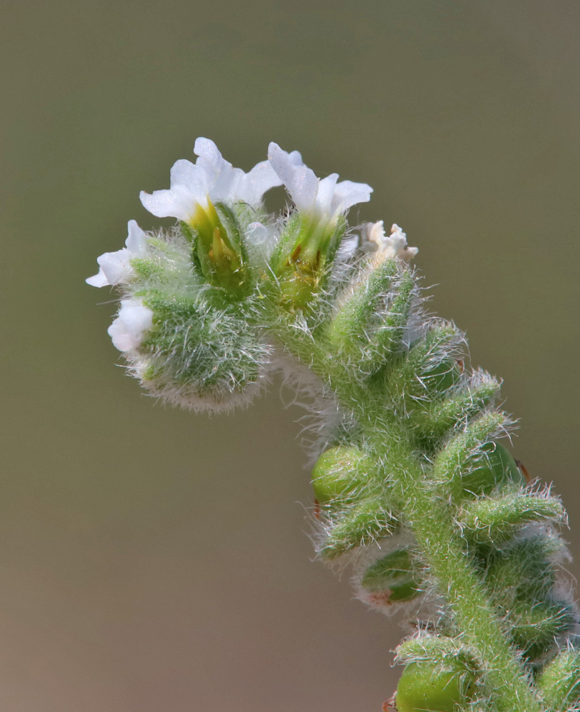 Изображение особи Heliotropium europaeum.