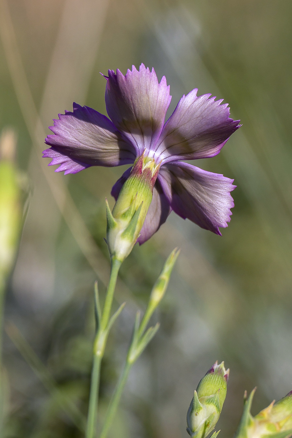 Изображение особи Dianthus versicolor.