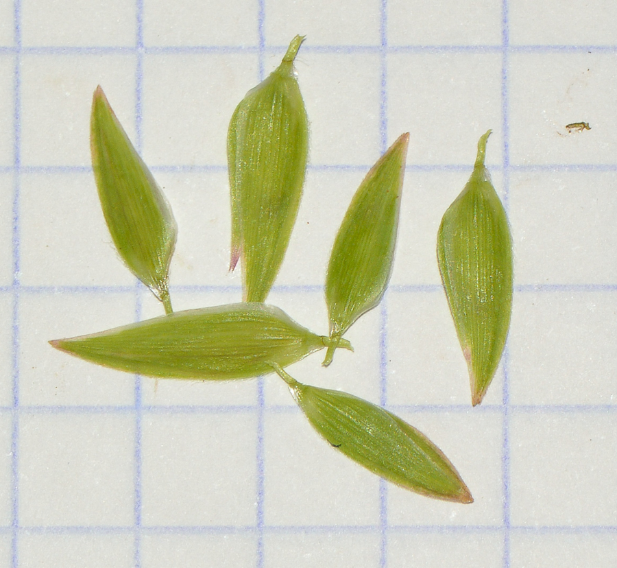 Image of Chasmanthium latifolium specimen.