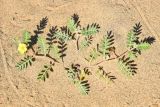 Tribulus terrestris. Цветущее растение. Казахстан, Алматинская обл., Балхашский р-н, закреплённые пески. 15 сентября 2021 г.