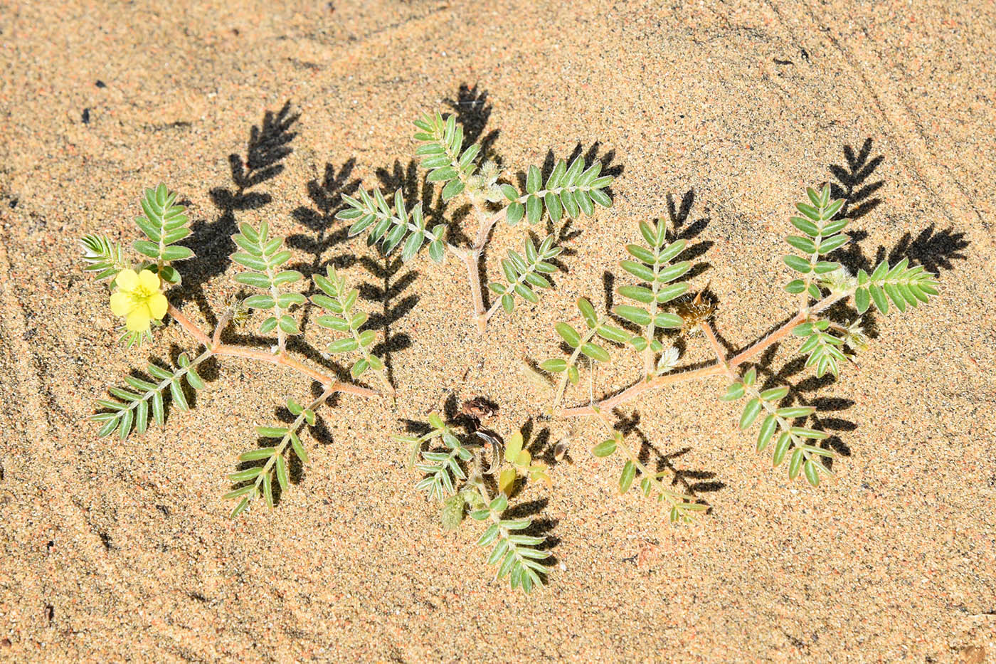 Image of Tribulus terrestris specimen.