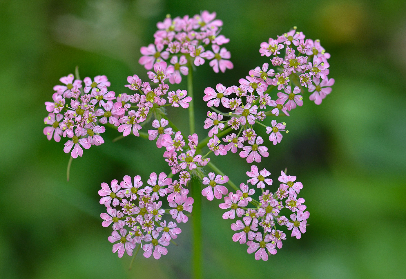 Изображение особи Chaerophyllum rubellum.