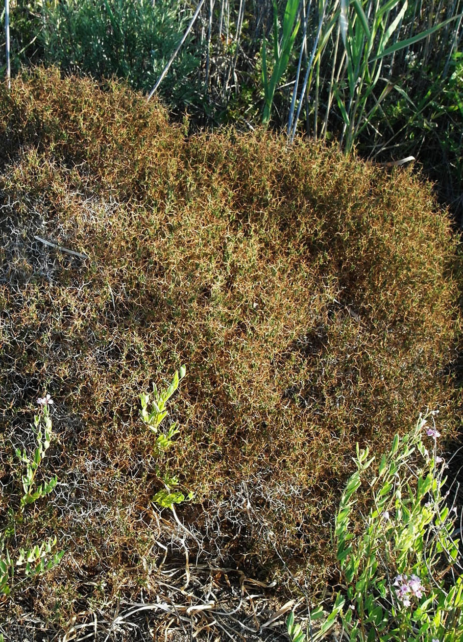 Изображение особи Sarcopoterium spinosum.