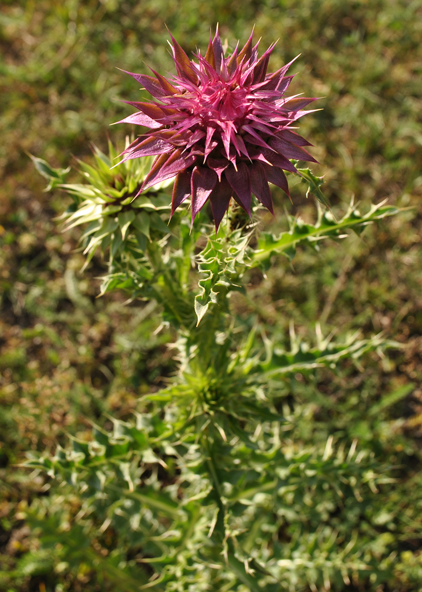 Image of Carduus thoermeri specimen.