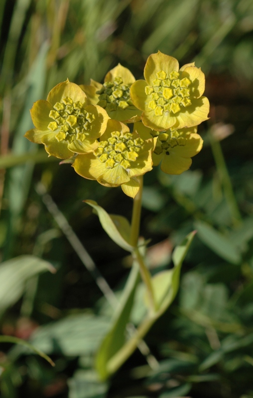 Image of Bupleurum multinerve specimen.