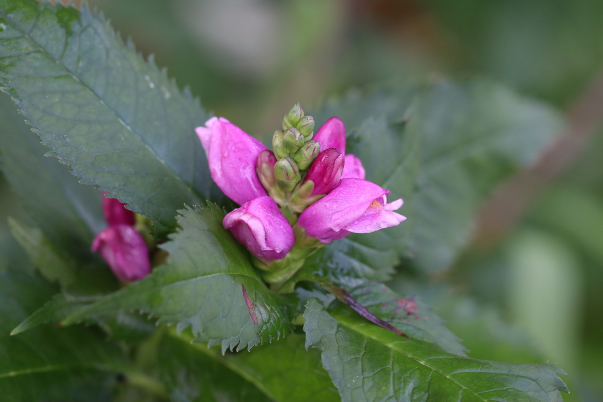 Изображение особи Chelone obliqua.