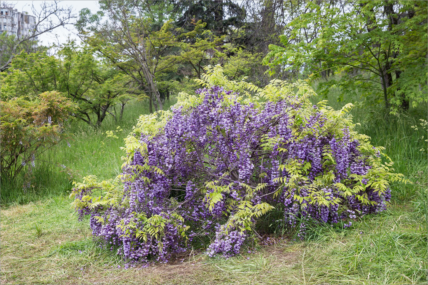 Изображение особи Wisteria sinensis.