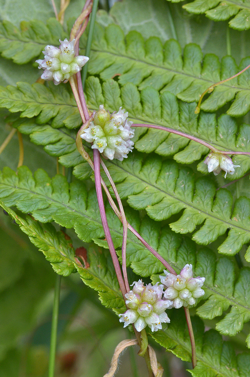 Изображение особи Cuscuta europaea.