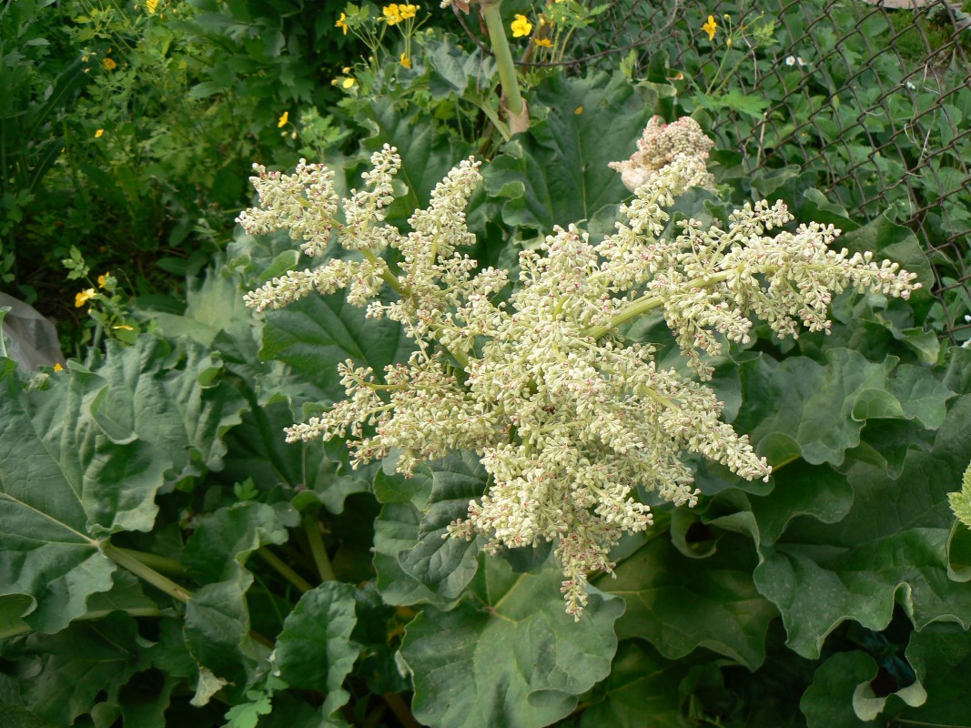 Image of Rheum rhabarbarum specimen.