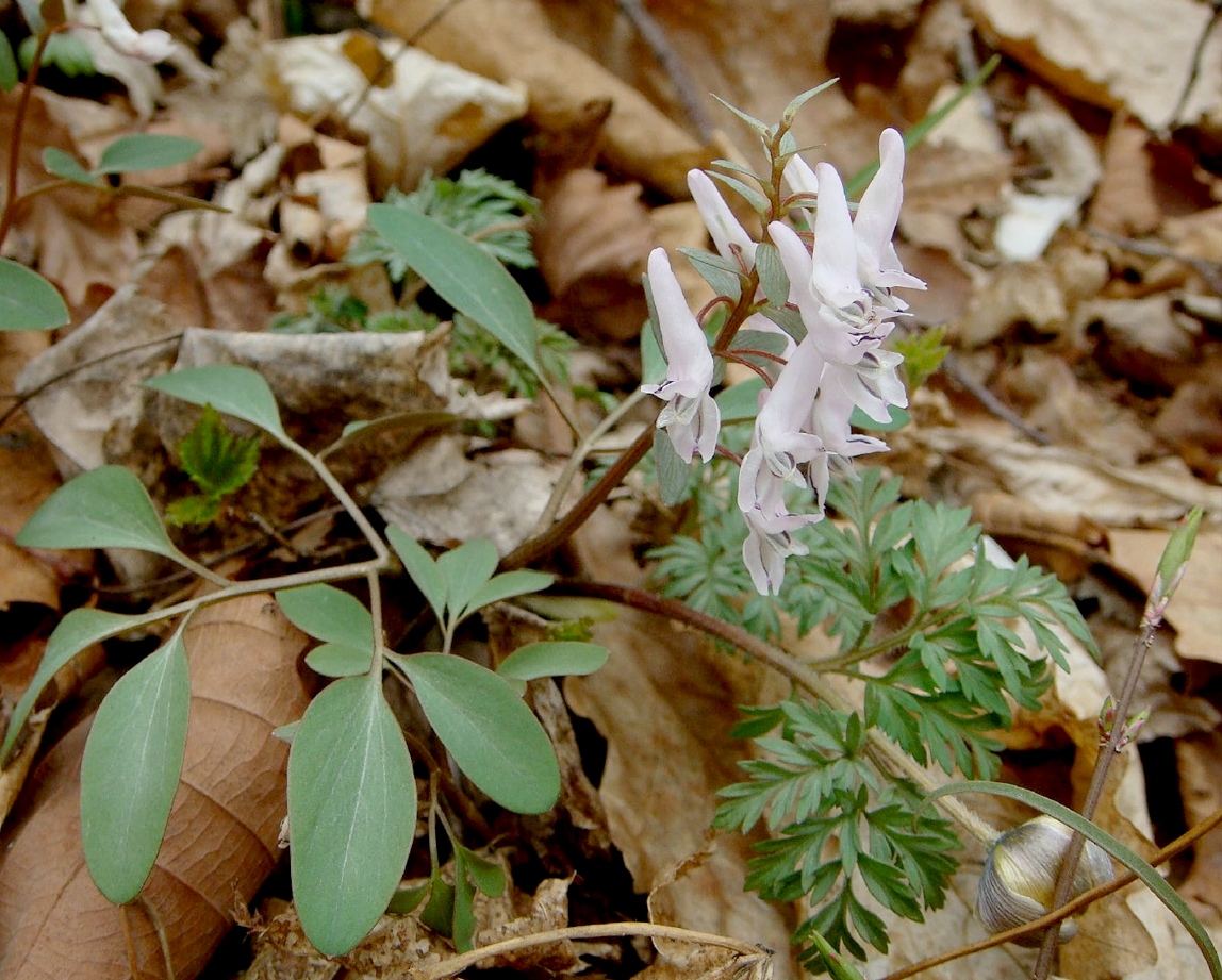 Изображение особи Corydalis repens.