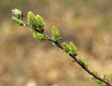 Salix bebbiana