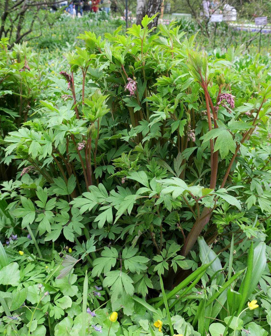 Image of Dicentra spectabilis specimen.