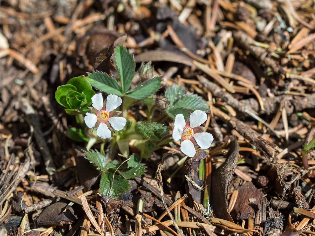 Изображение особи Potentilla micrantha.