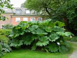 Gunnera manicata. Цветущее растение. ФРГ, земля Северный Рейн-Вестфалия, г. Мюнстер, ботанический сад Вестфальского университета. Июль.