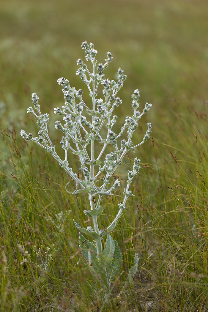 Изображение особи Salvia aethiopis.