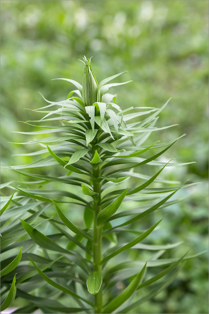 Image of Lilium kesselringianum specimen.