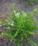 Lepidium amplexicaule