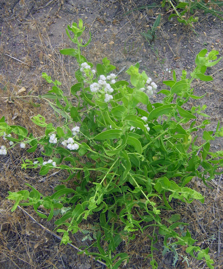 Изображение особи Lepidium amplexicaule.