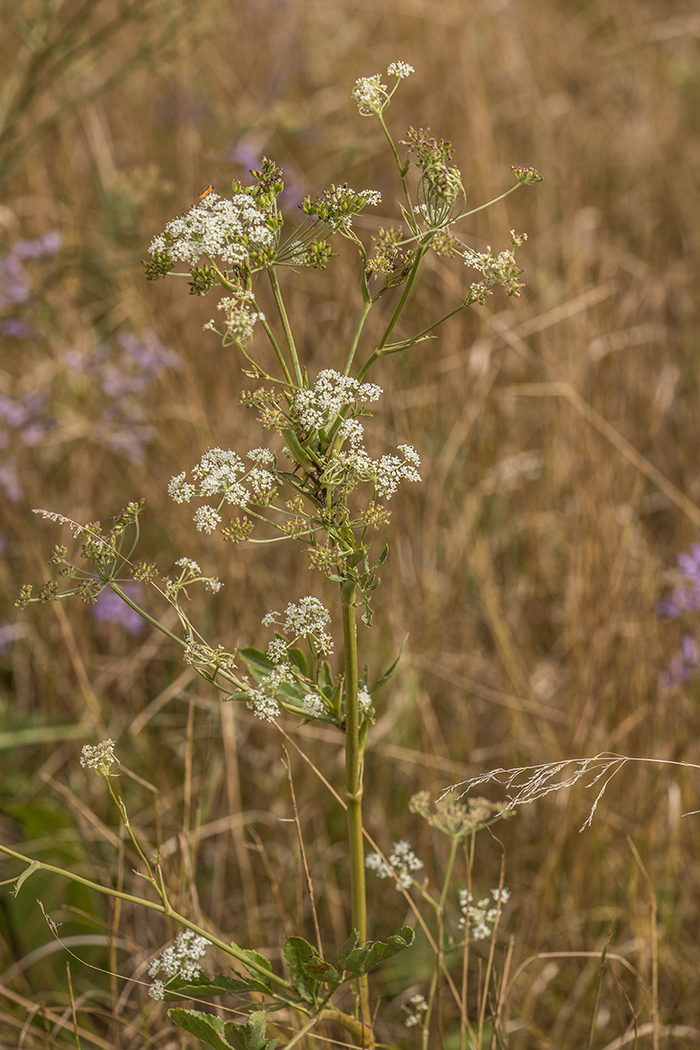 Изображение особи Macroselinum latifolium.