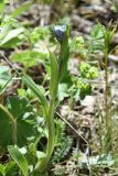 Myosotis asiatica