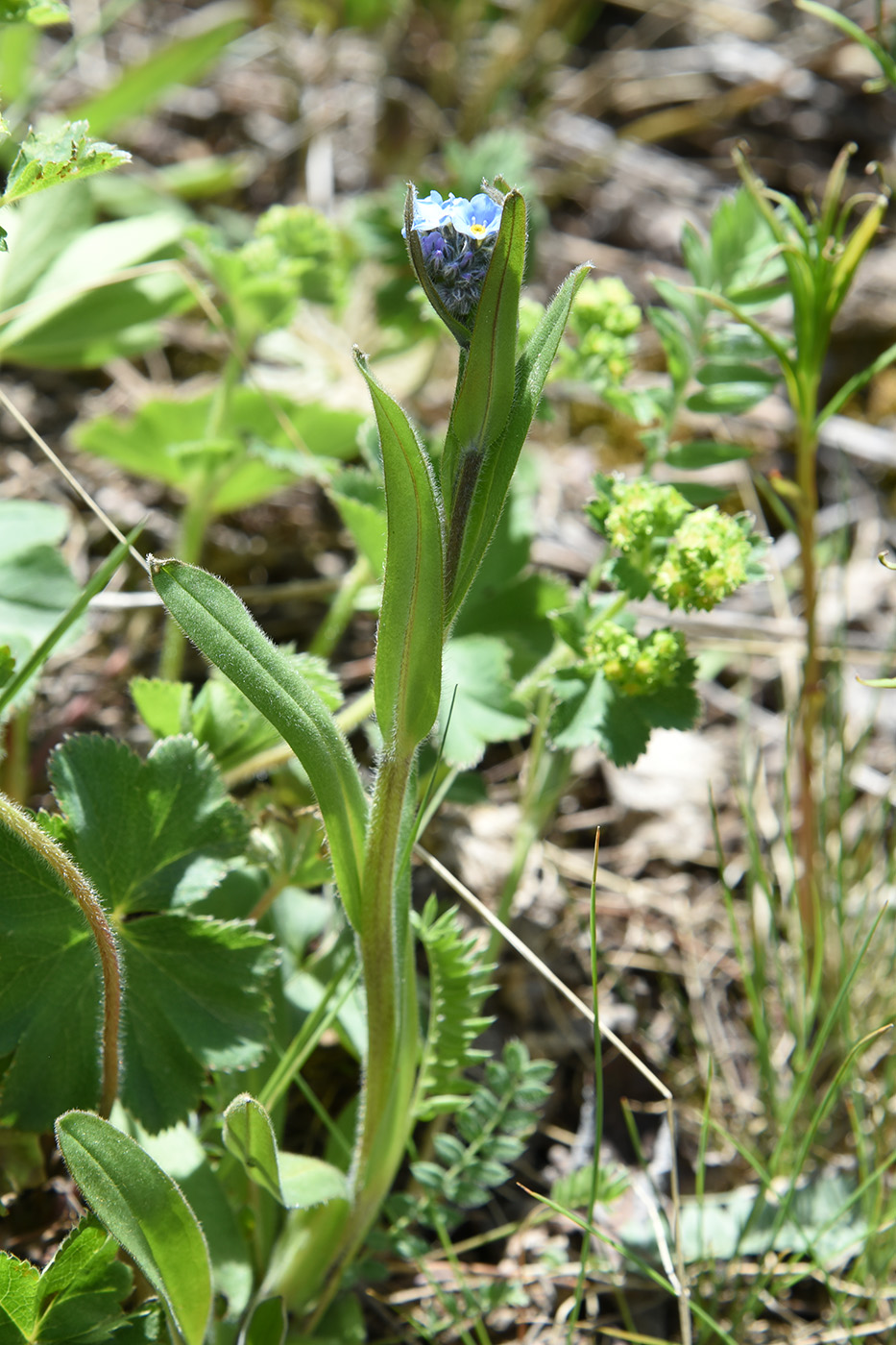 Изображение особи Myosotis asiatica.