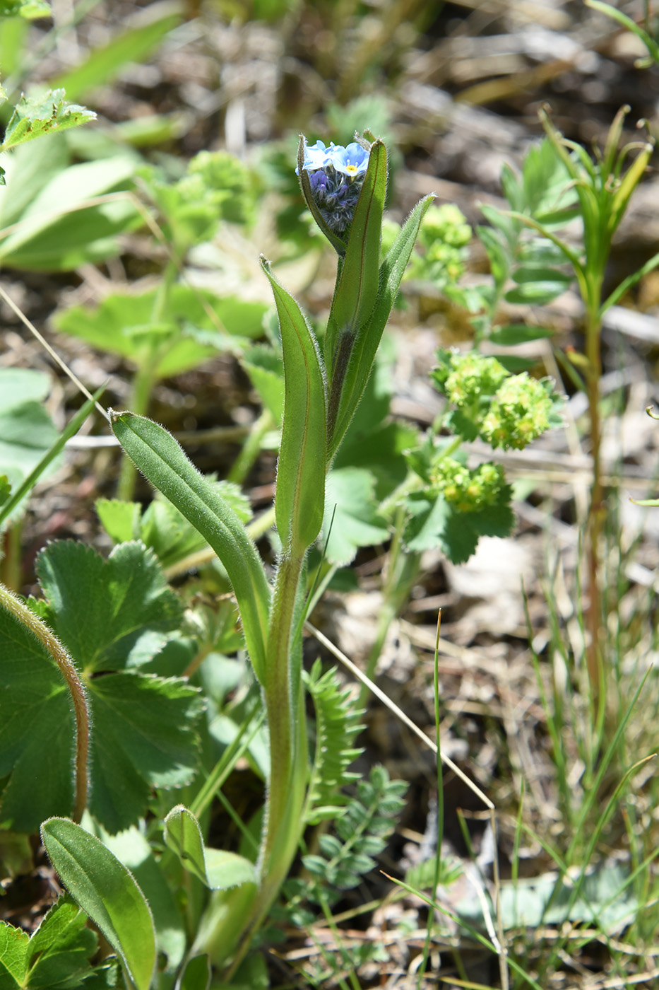 Изображение особи Myosotis asiatica.