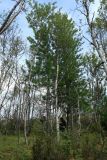 Pinus sibirica. Взрослые деревья в составе преимущественно берёзового древостоя. Мурманская обл., Кольский р-н, 1446 км автодороги Р-21 \"Кола\" (Печенгская дорога), кустарничково-зеленомошный березняк, мемориальная(?) посадка. 01.08.2022.