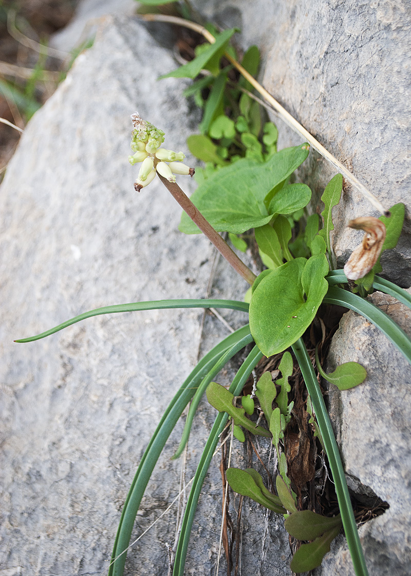 Image of Muscari muscarimi specimen.