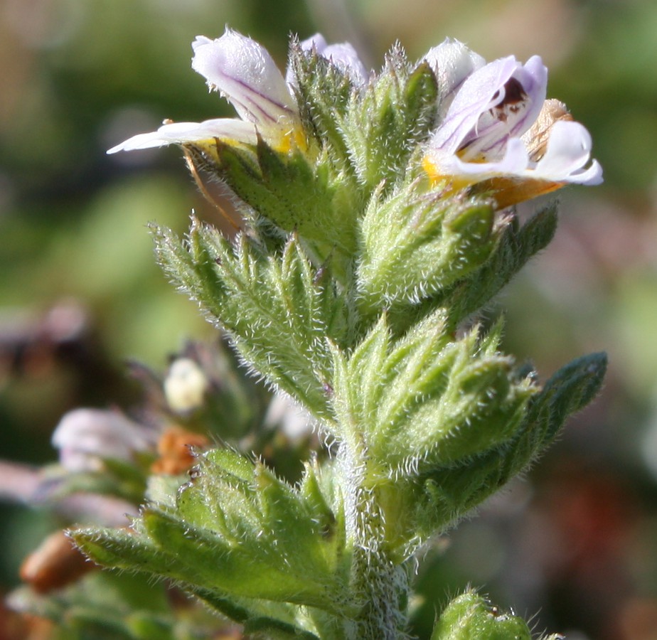 Изображение особи Euphrasia frigida.