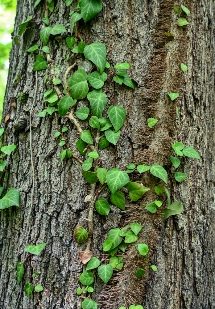 Image of Hedera pastuchovii specimen.