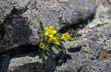 Potentilla bifurca. Цветущее растение. Хакасия, Ширинский р-н, окр. с. Ефремкино, скалы Тогыз-Аз, расщелина в скале. 07.06.2022.